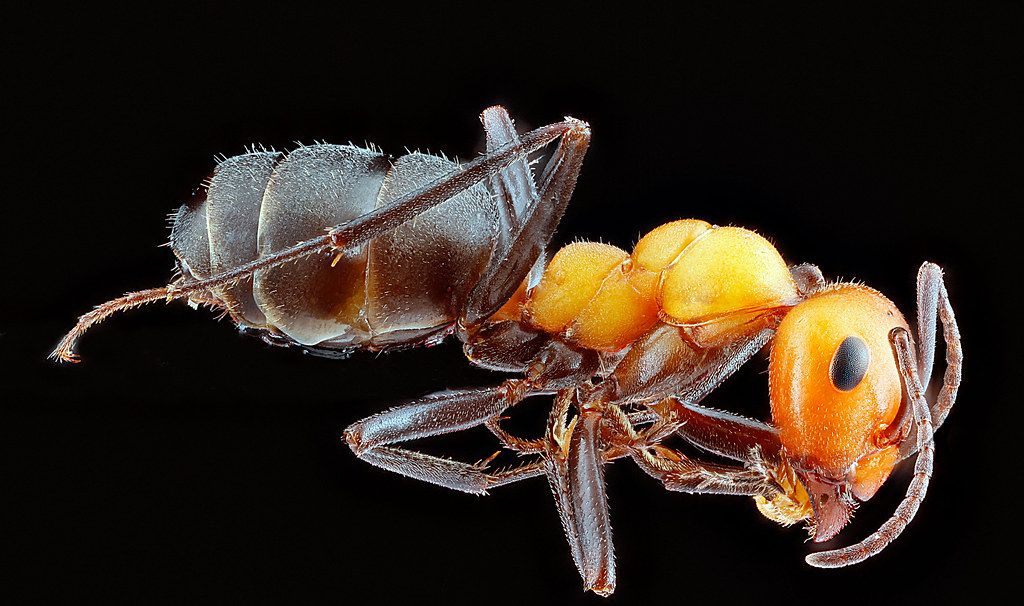 Ant Control service in Grand Rapids, MI