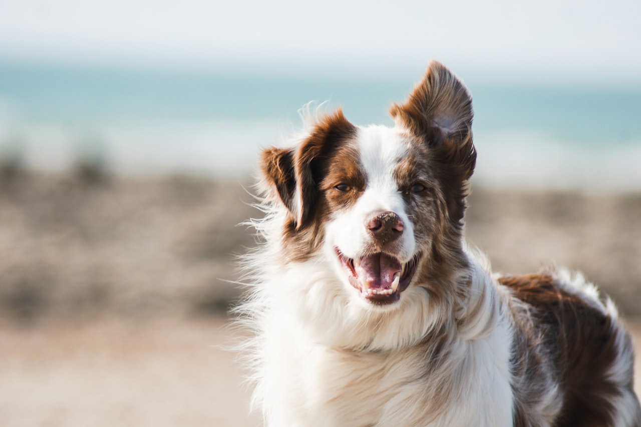 Flea & Tick Control service in Grand Rapids, MI