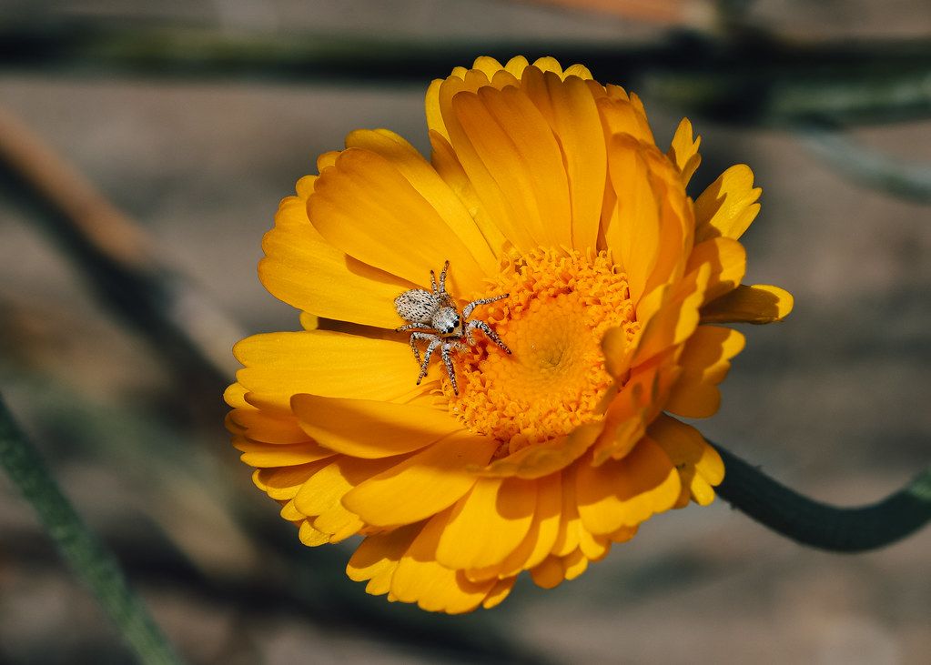 Spider Control service in Grand Rapids, MI